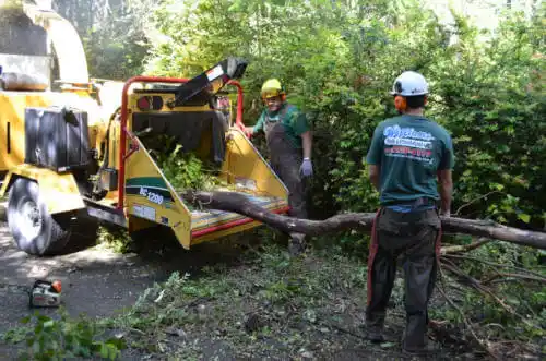 tree services Decatur